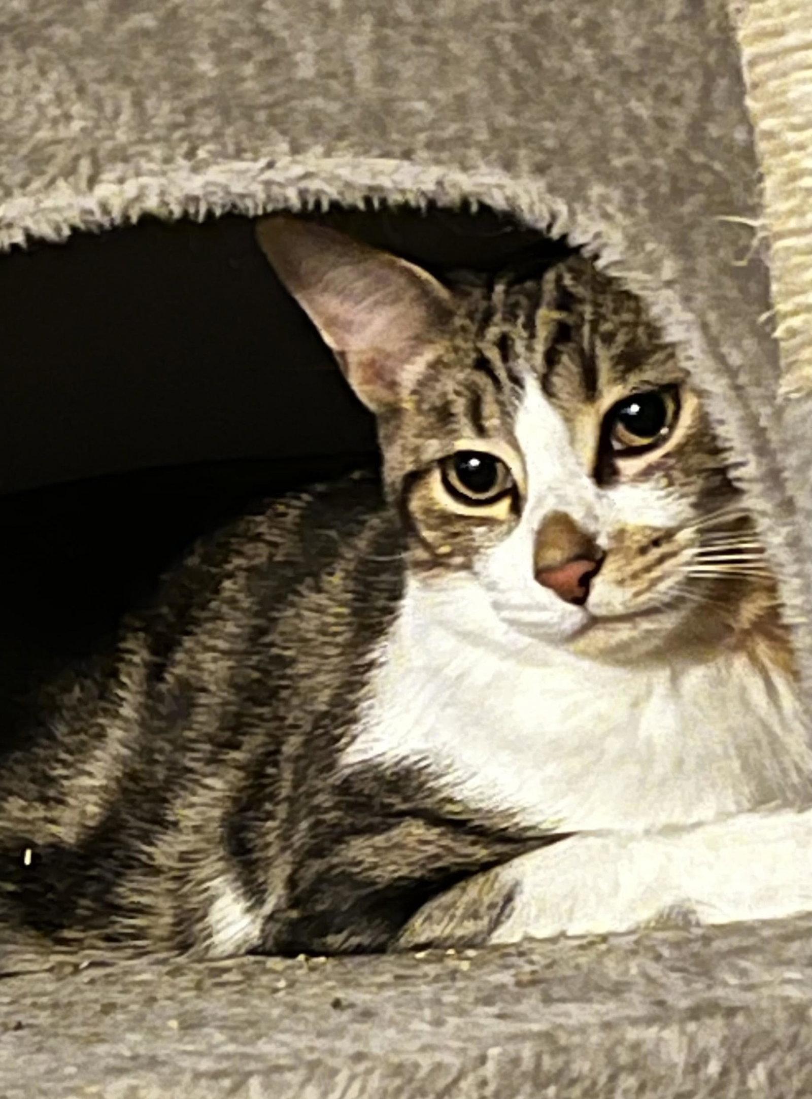 Enlarge Linus, a Adoptable Domestic Short Hair in Rootstown, OH image 2/3