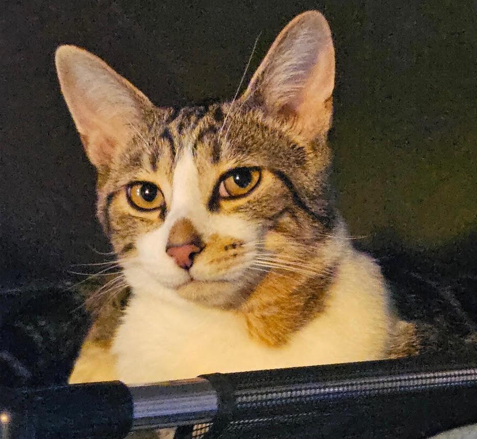 Enlarge Linus, a Adoptable Domestic Short Hair in Rootstown, OH image 3/3