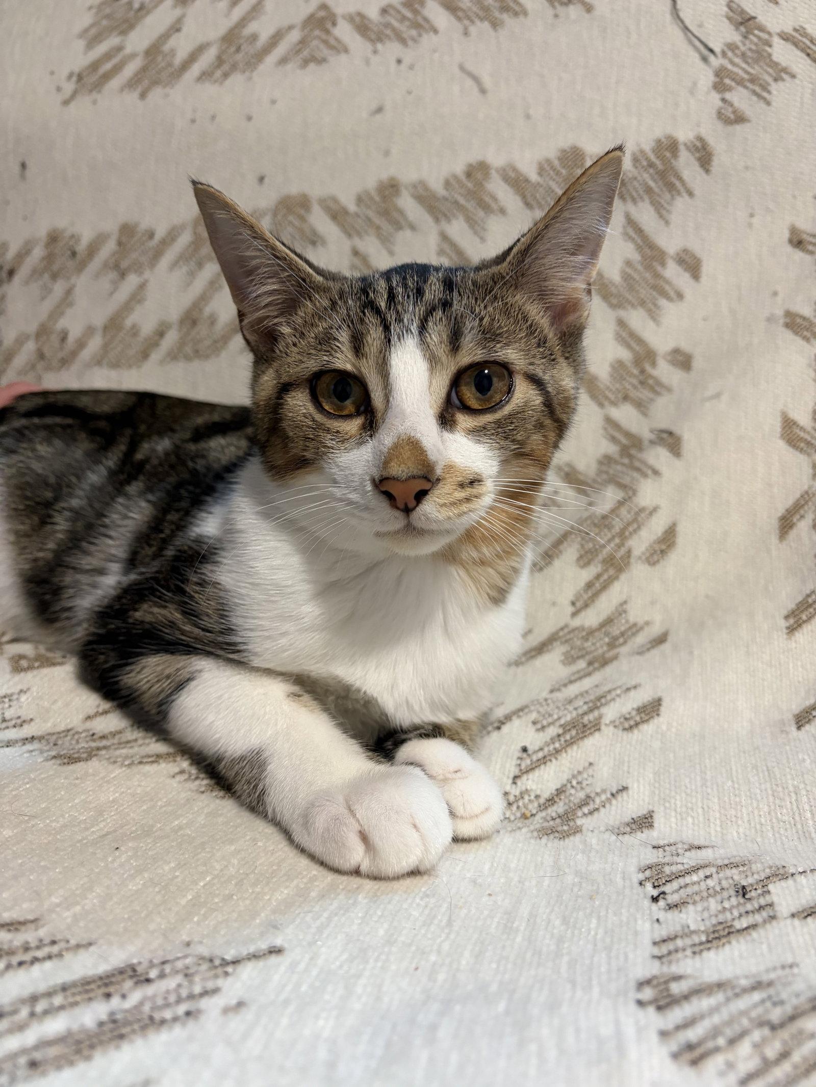Linus, a Adoptable Domestic Short Hair in Rootstown, OH image 2/2