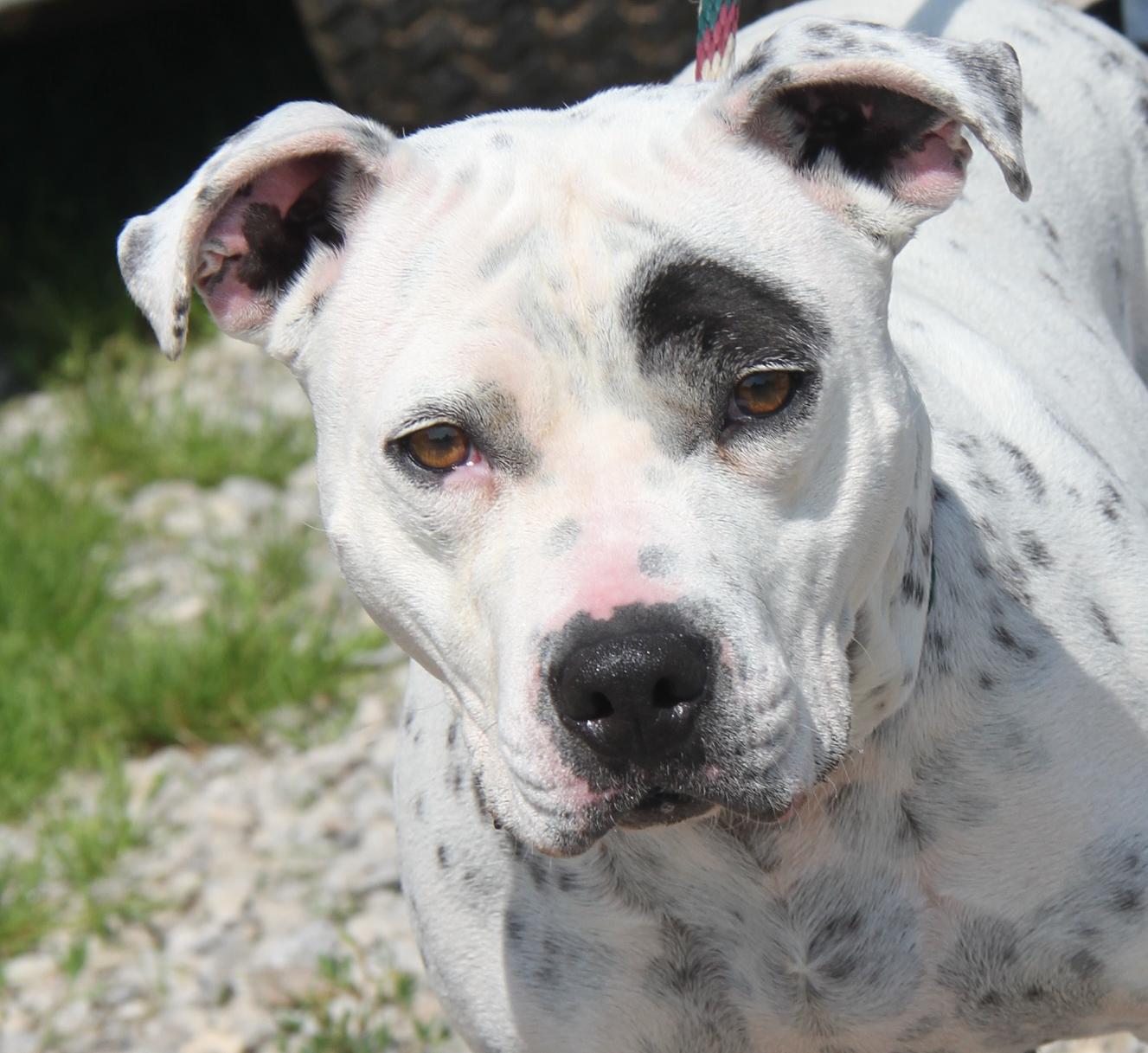 Sapphire thumbnail 2