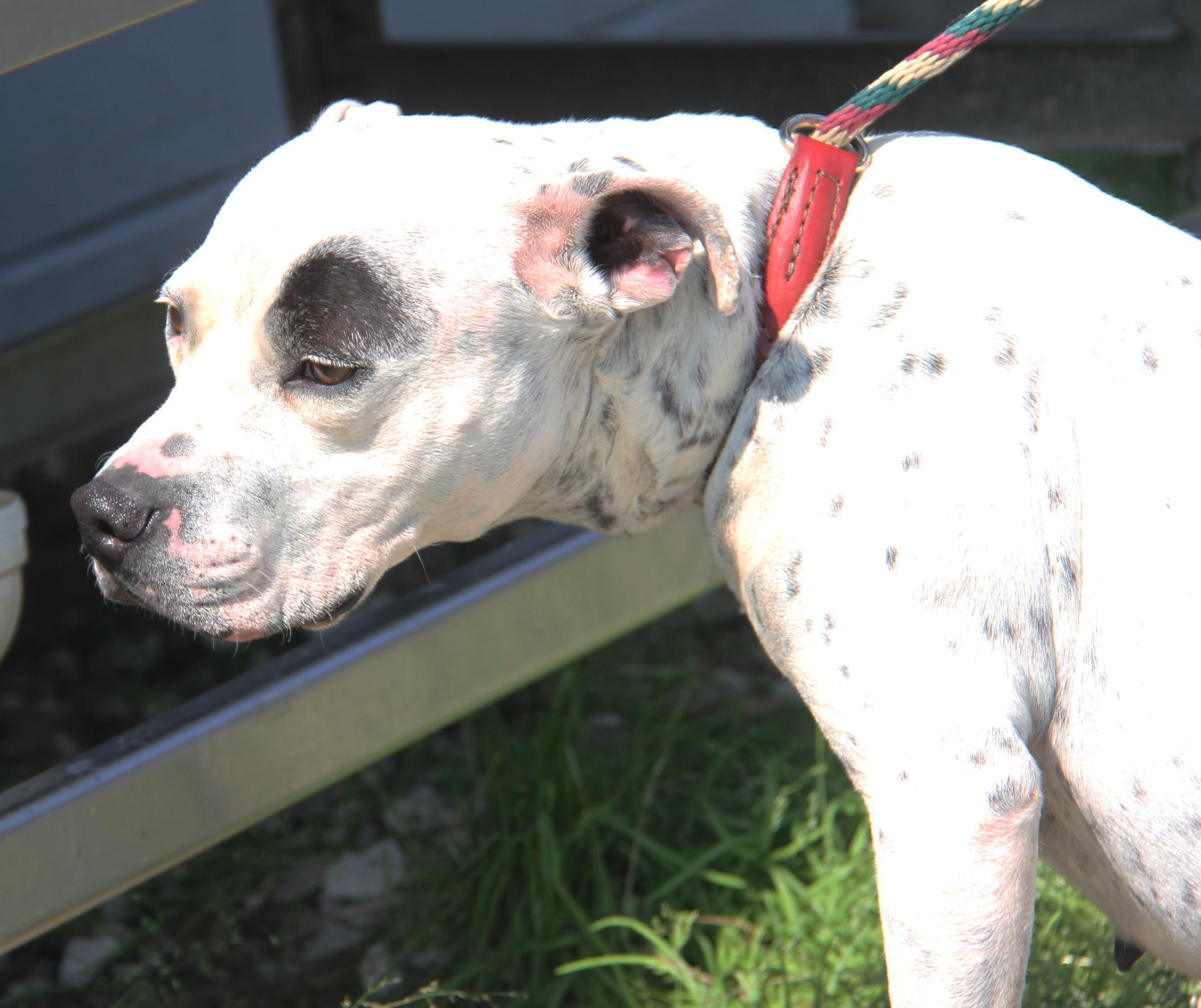 Sapphire thumbnail 5