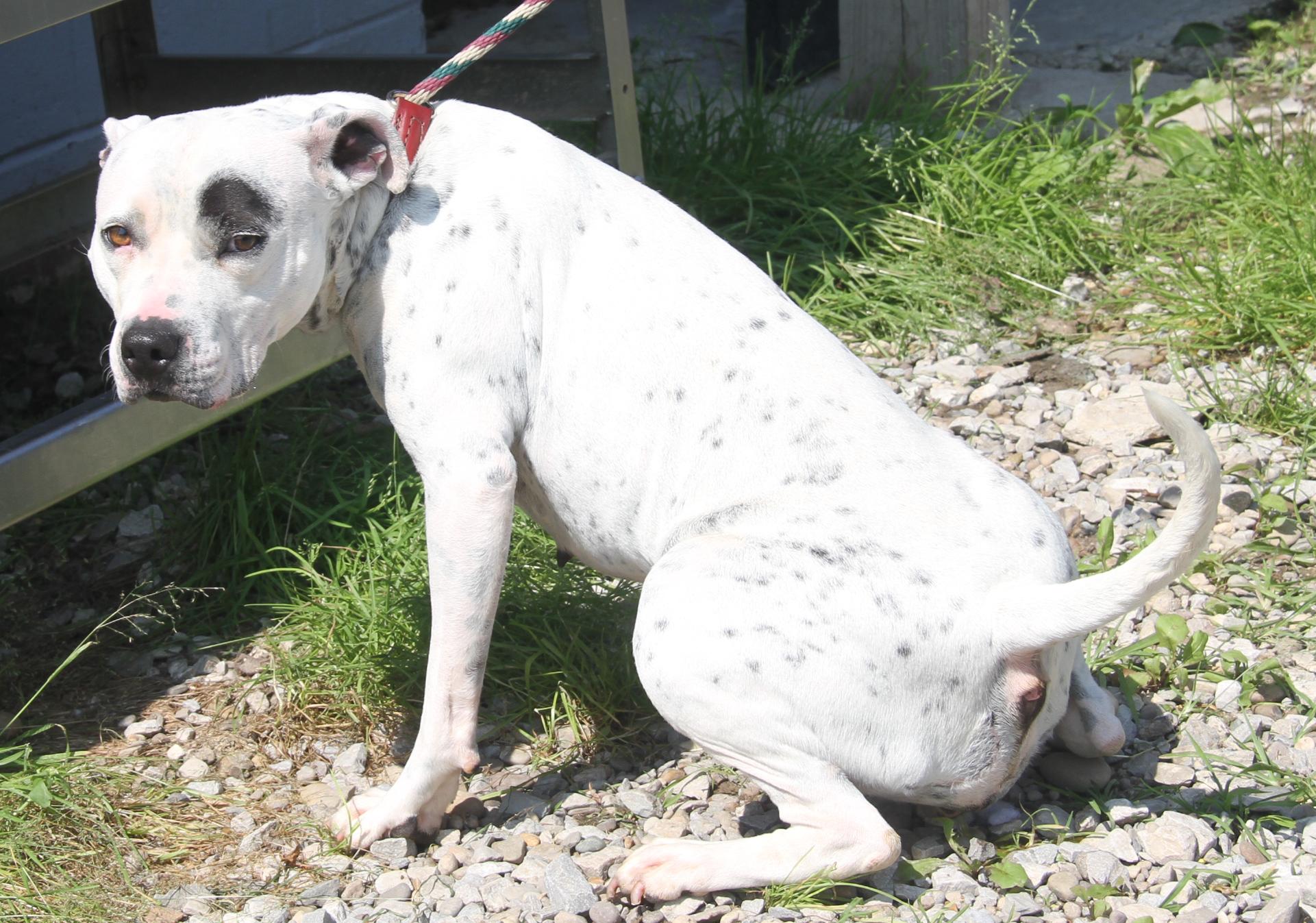 Sapphire thumbnail 6