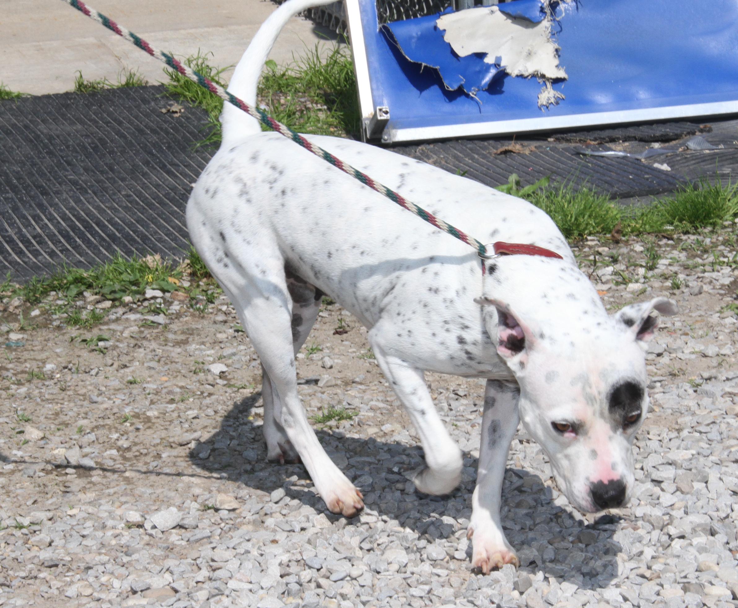 Sapphire thumbnail 7