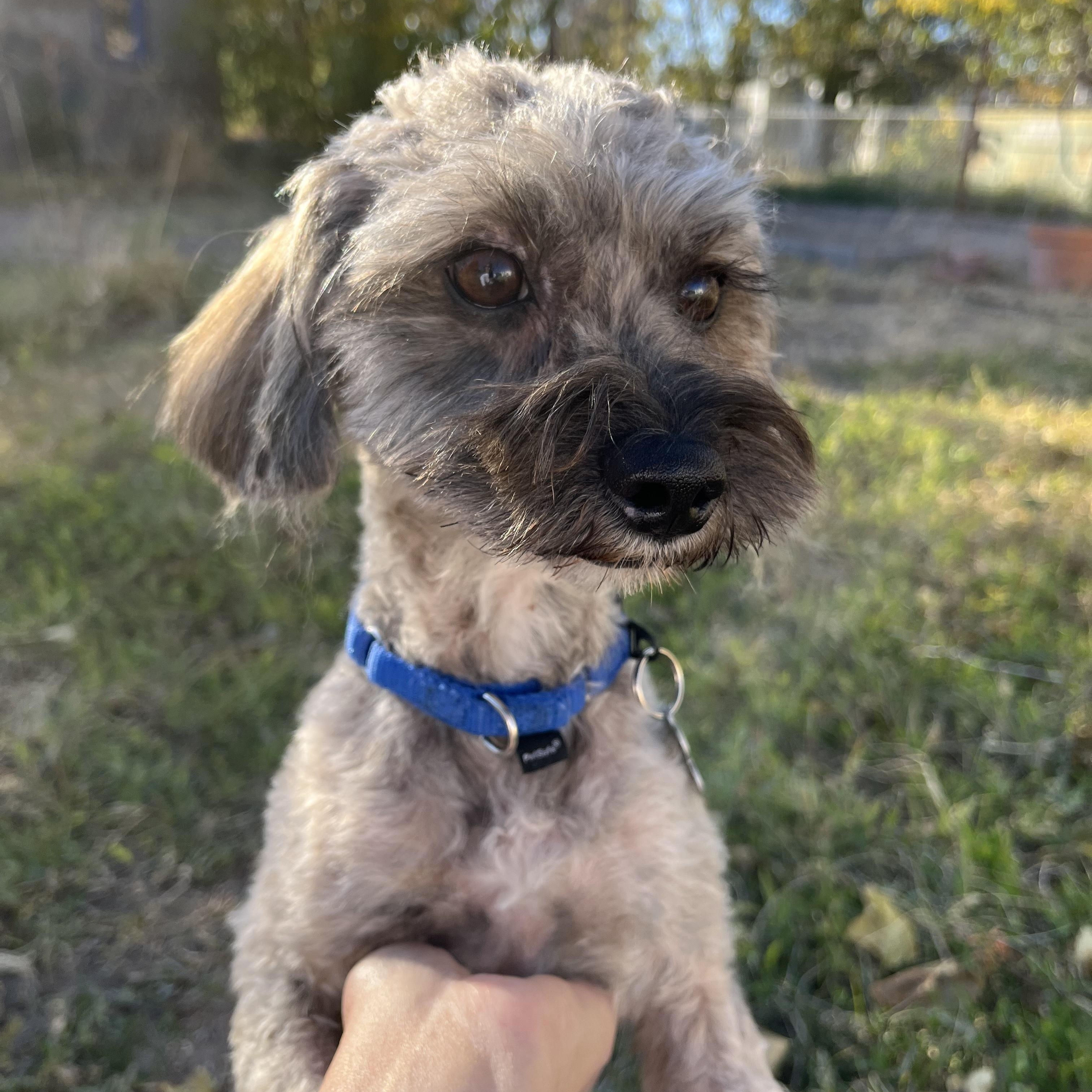 Enlarge Marty, an adopted mixed breed in Marfa, TX image 2/6