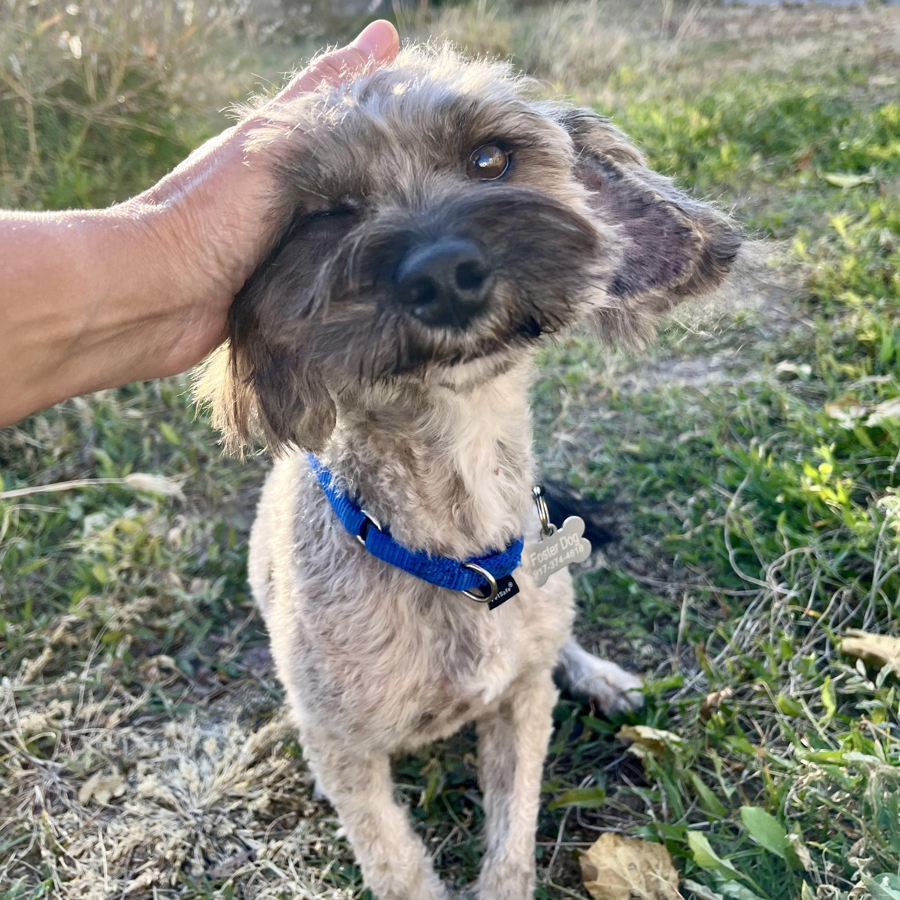 Enlarge Marty, an adopted mixed breed in Marfa, TX image 3/6