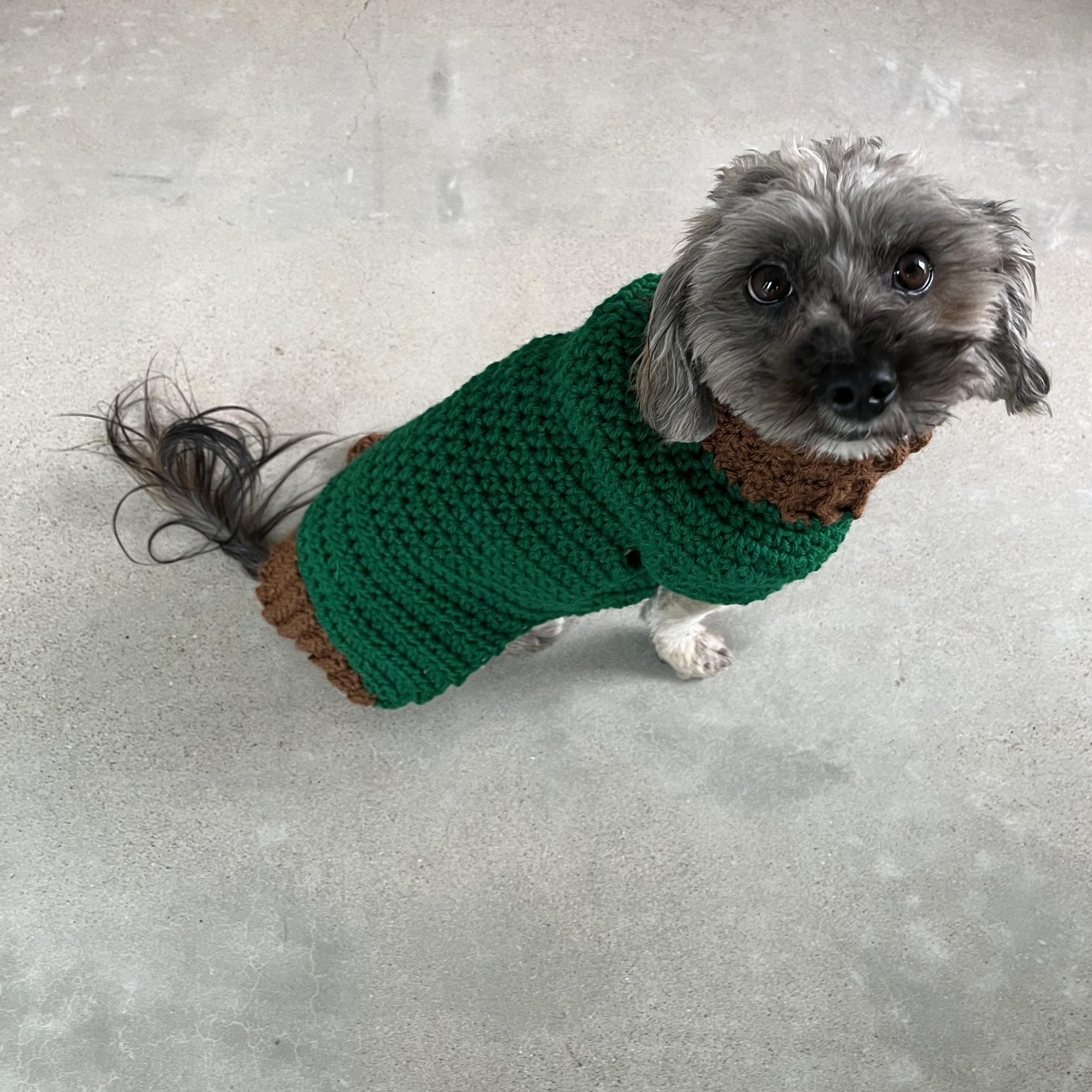 Enlarge Marty, an adopted mixed breed in Marfa, TX image 4/6