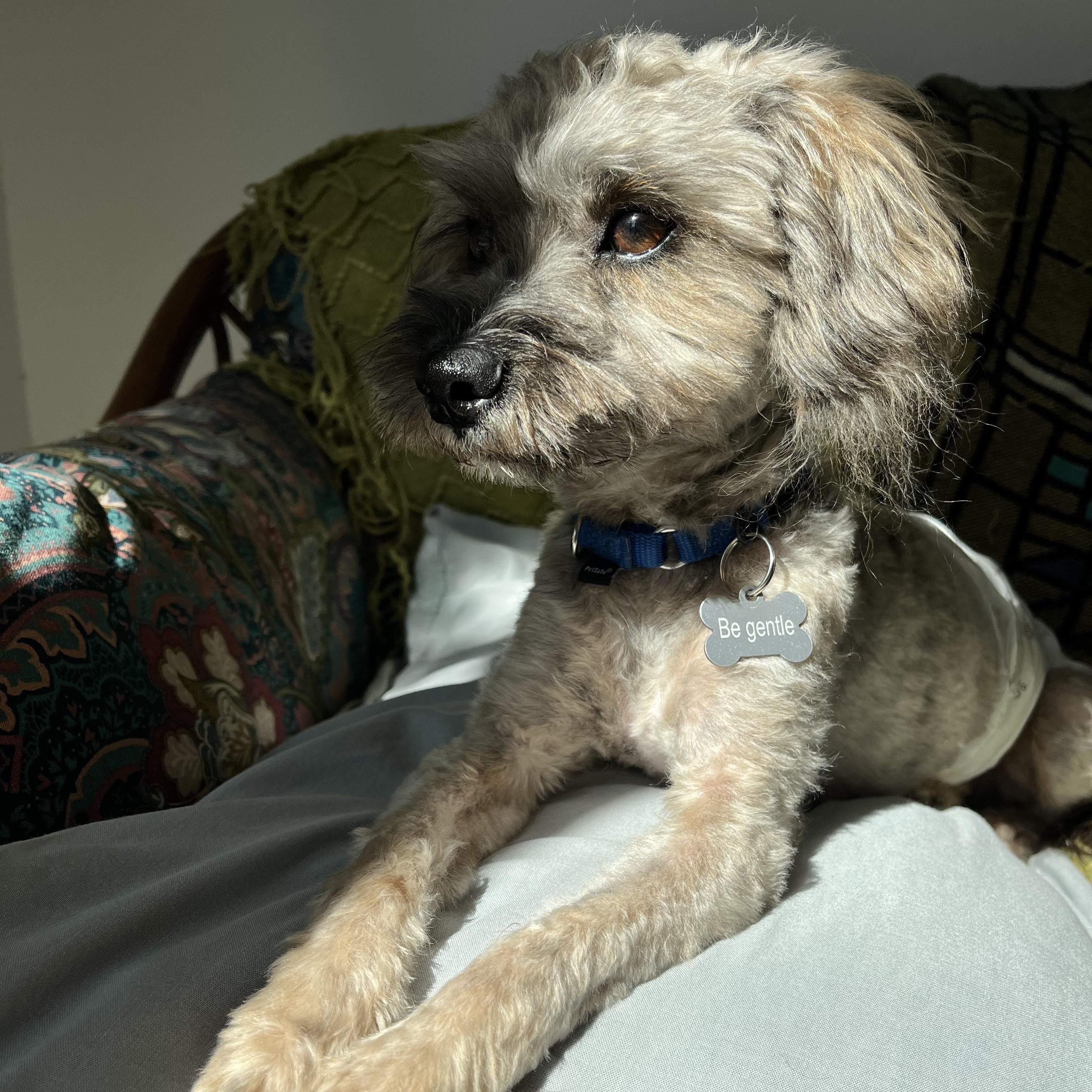 Enlarge Marty, an adopted mixed breed in Marfa, TX image 5/6