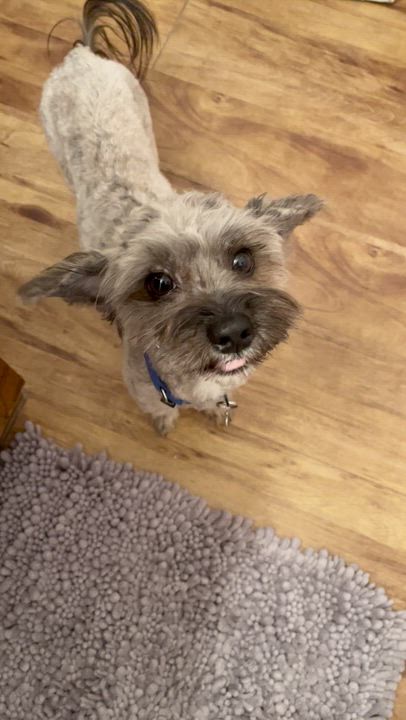 Enlarge Marty, an adopted mixed breed in Marfa, TX video 6/6