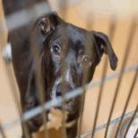 Montana, Adoptable, Adult Male Pit Bull Terrier.