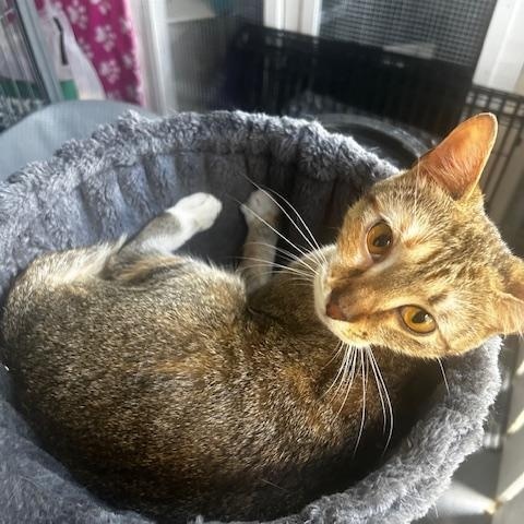 Terra, ADOPTABLE, Young Female Domestic Short Hair.