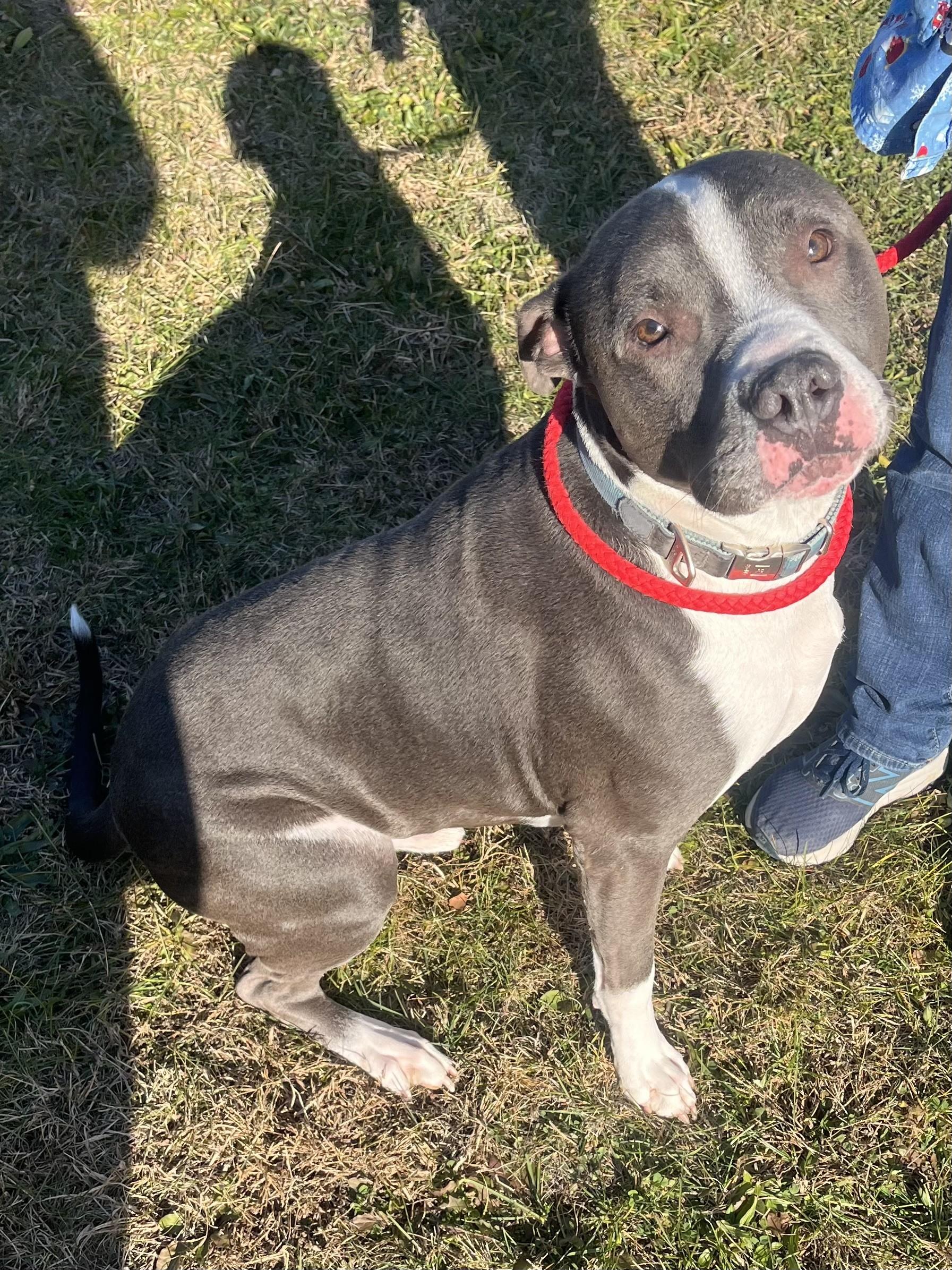 Enlarge Apollo, a ADOPTABLE Pit Bull Terrier in Winchester, VA image 1/5