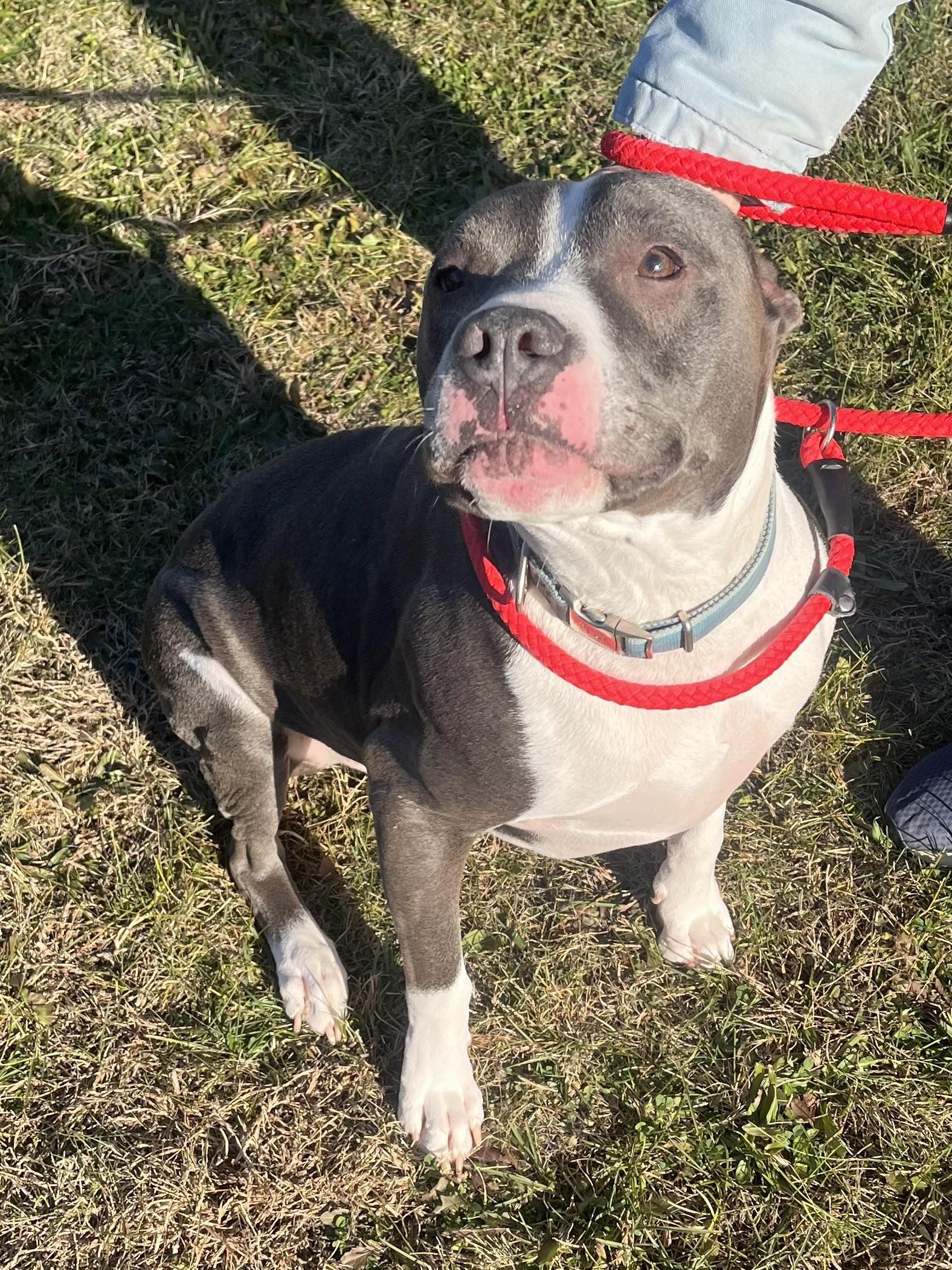 Enlarge Apollo, a ADOPTABLE Pit Bull Terrier in Winchester, VA image 2/5
