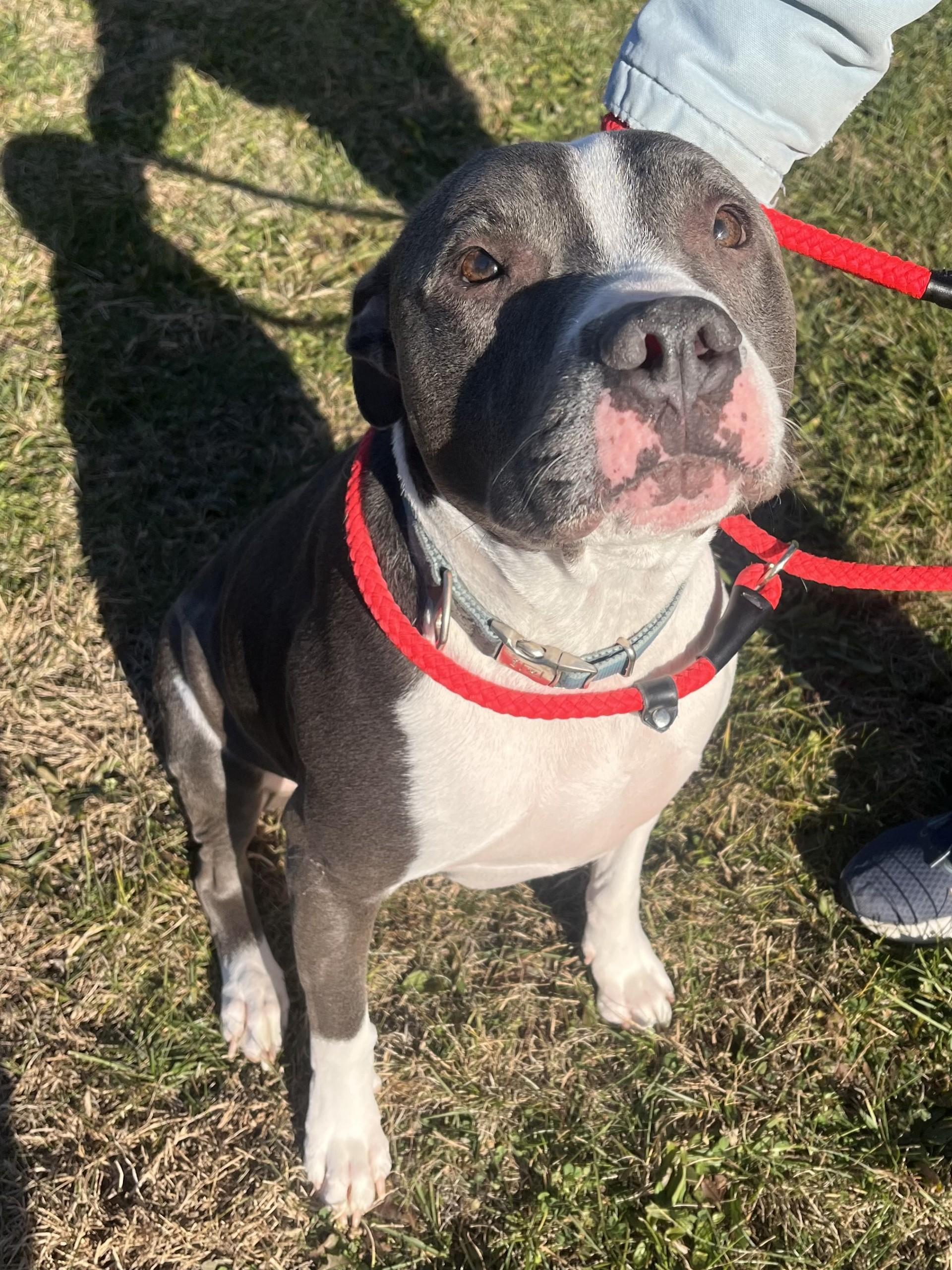 Enlarge Apollo, a ADOPTABLE Pit Bull Terrier in Winchester, VA image 3/5