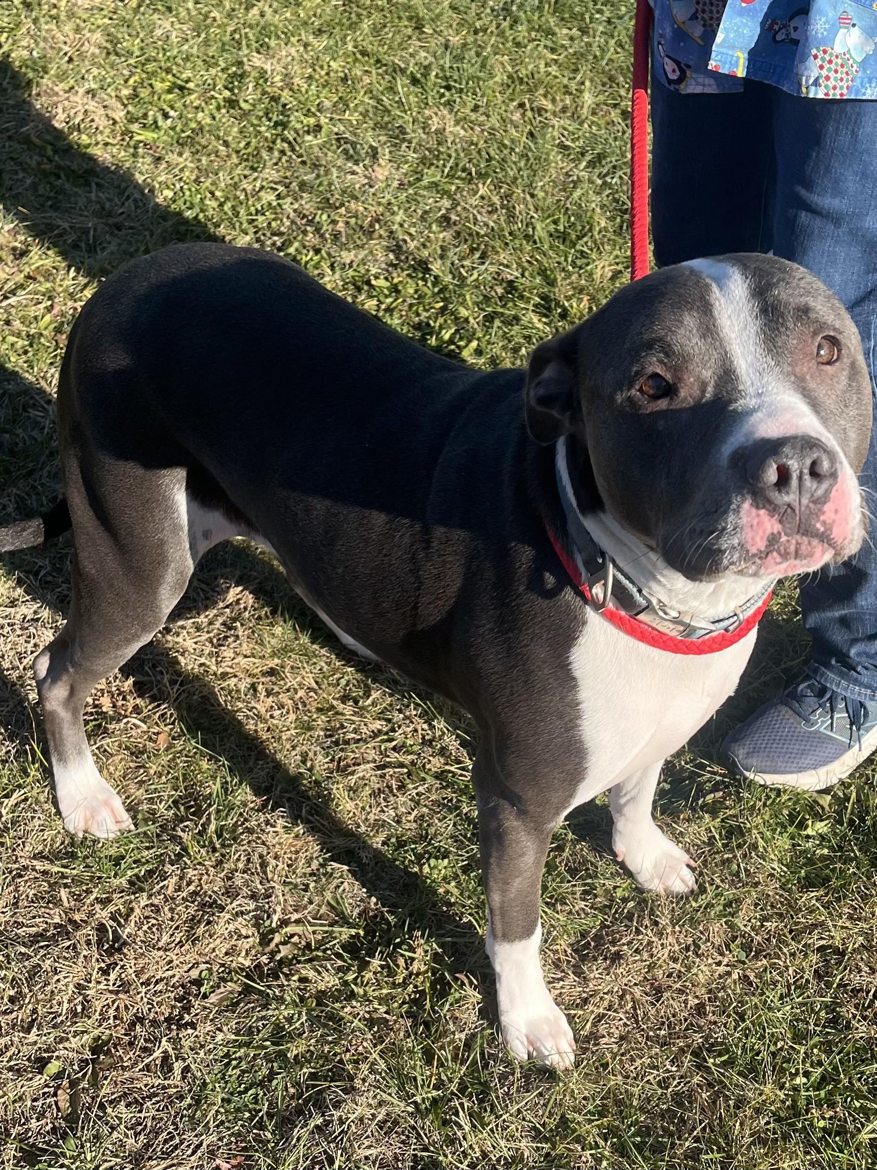Enlarge Apollo, a ADOPTABLE Pit Bull Terrier in Winchester, VA image 4/5