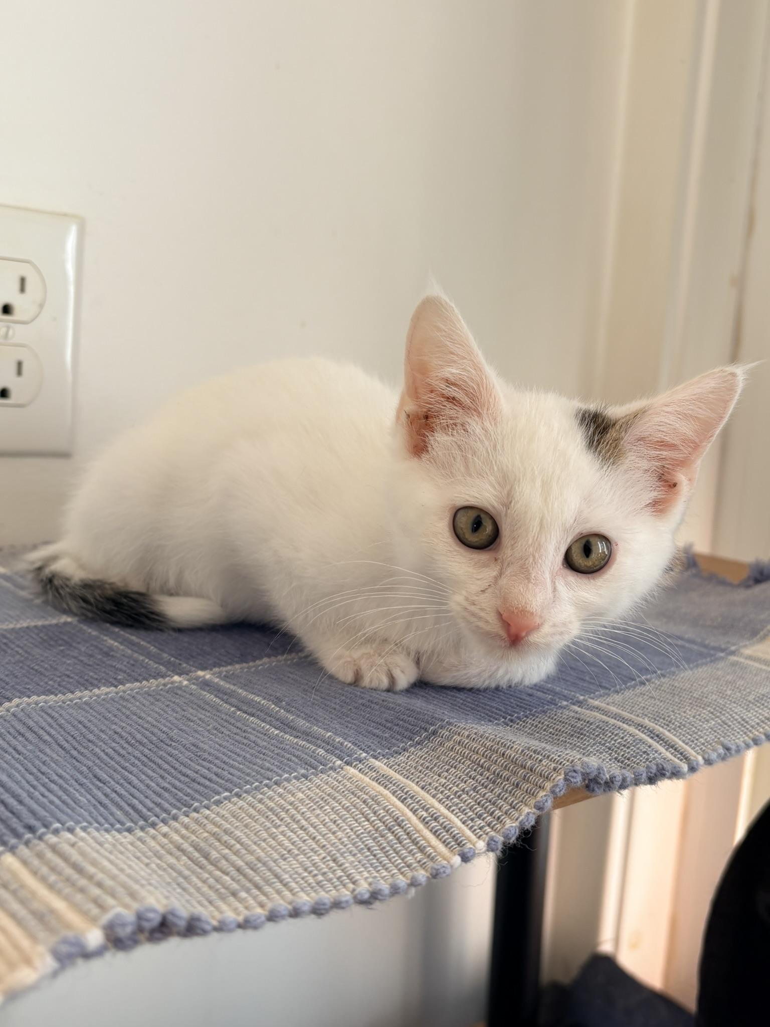 Enlarge Superman, a Adoptable Domestic Short Hair in Kalamazoo, MI image 5/5