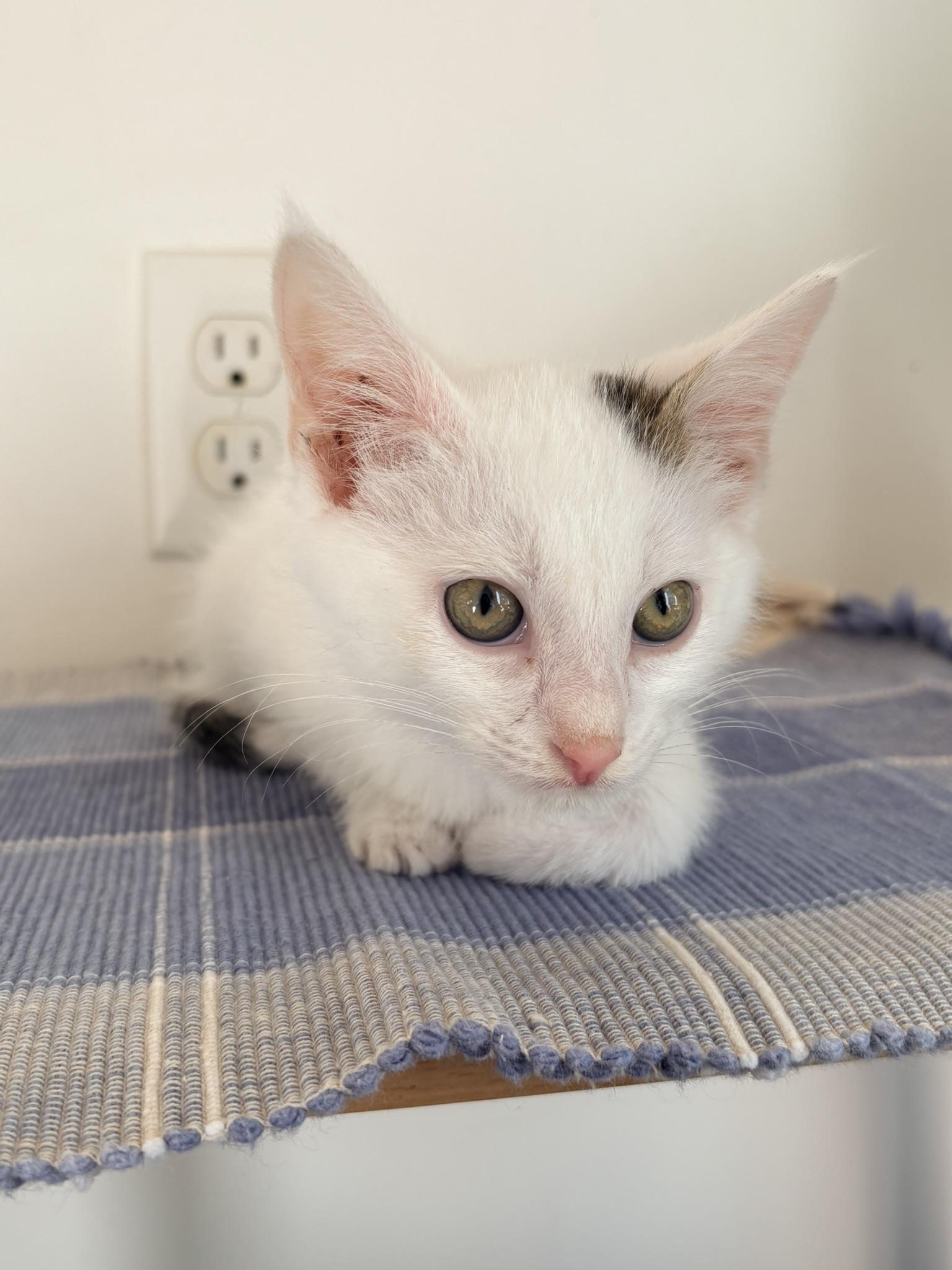 Superman, Adoptable, Kitten Male Domestic Short Hair.