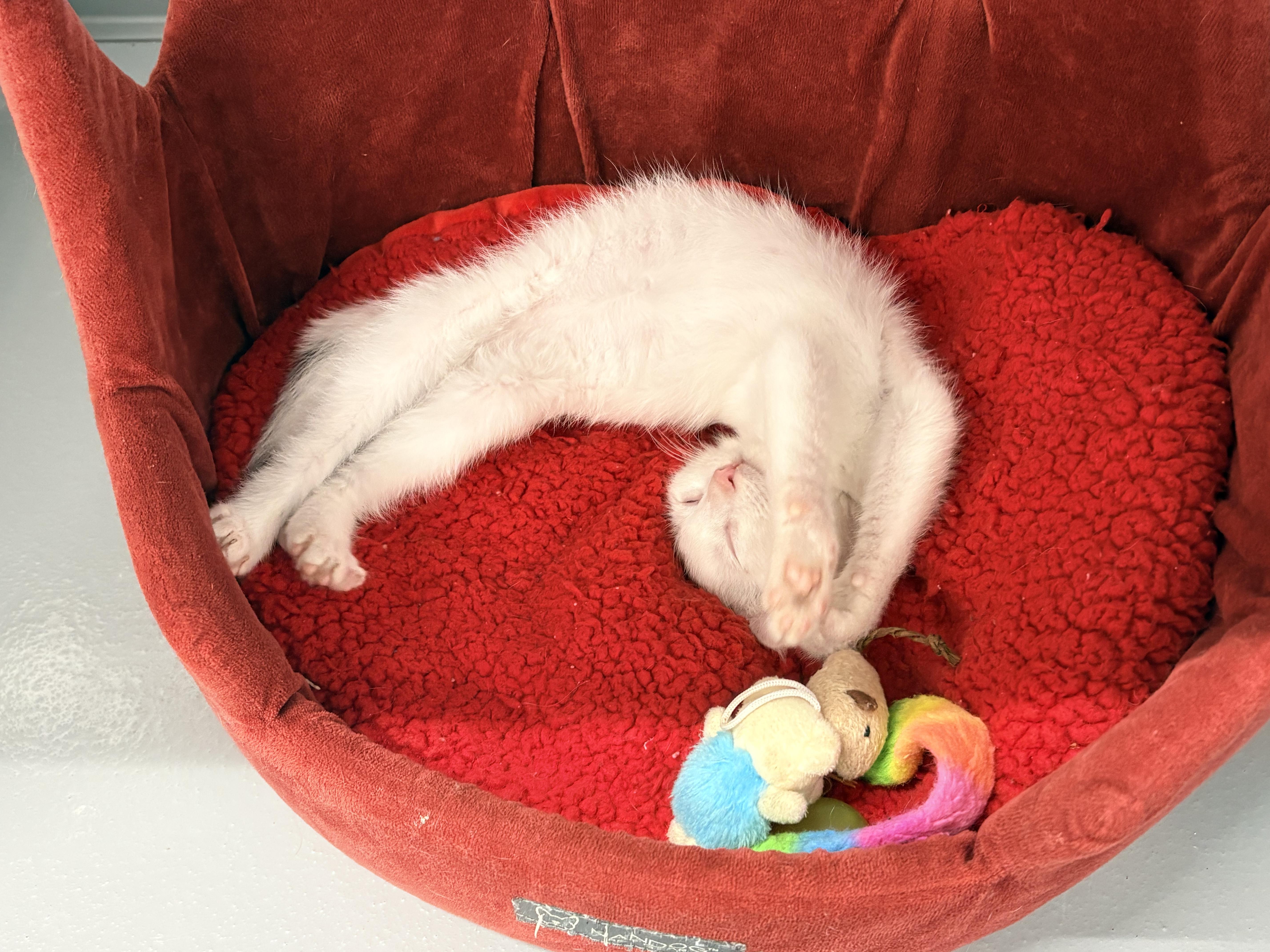 Enlarge Superman, a Adoptable Domestic Short Hair in Kalamazoo, MI image 3/5