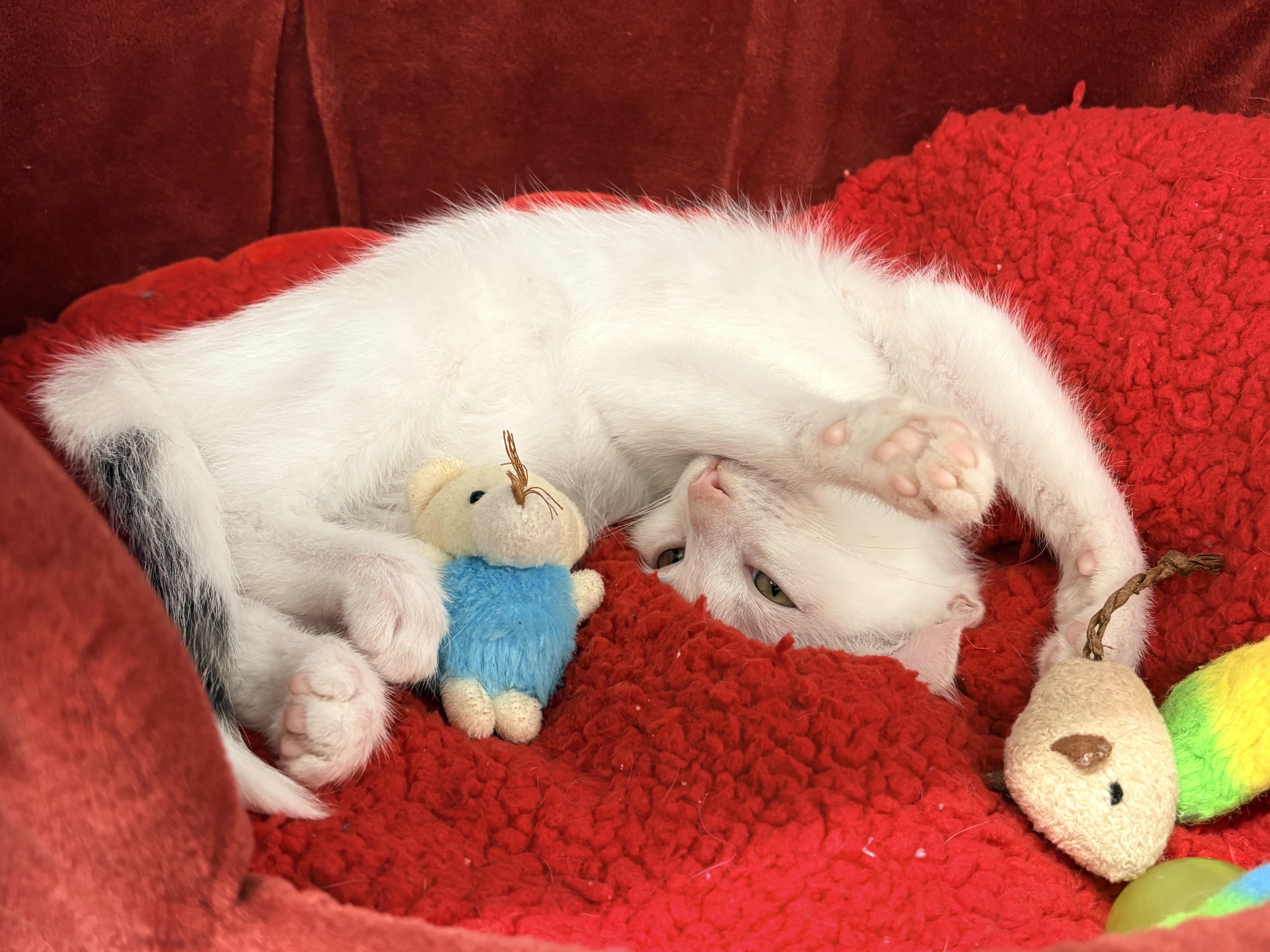 Superman, Adoptable, Kitten Male Domestic Short Hair.