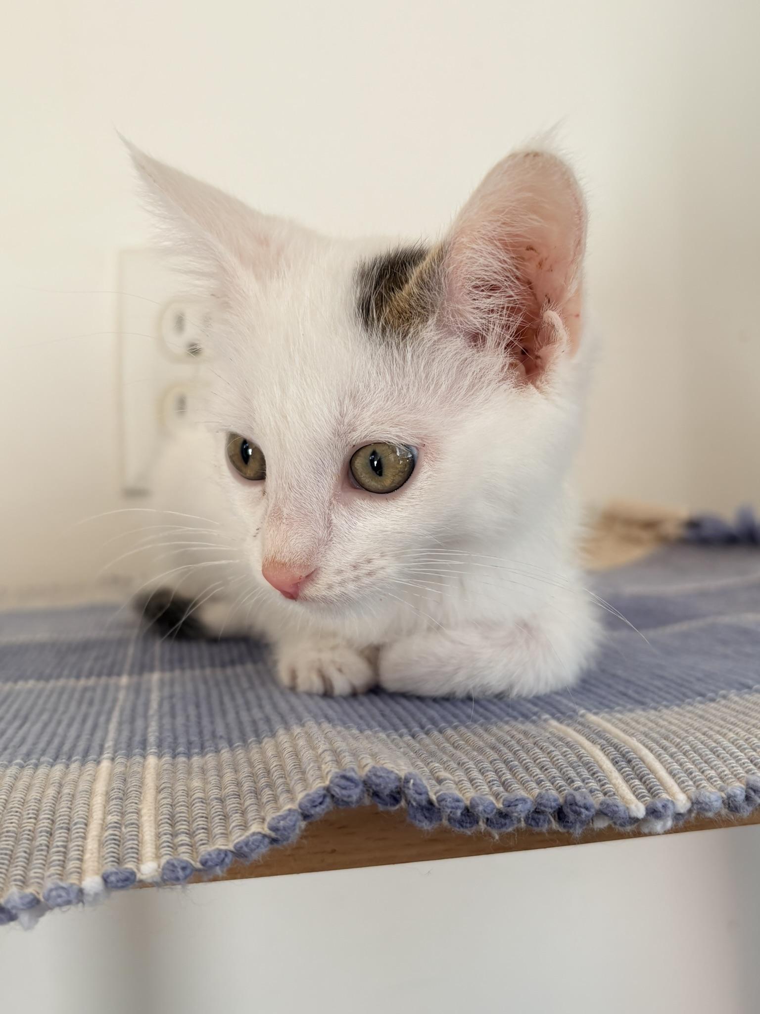 Enlarge Superman, a Adoptable Domestic Short Hair in Kalamazoo, MI image 4/5