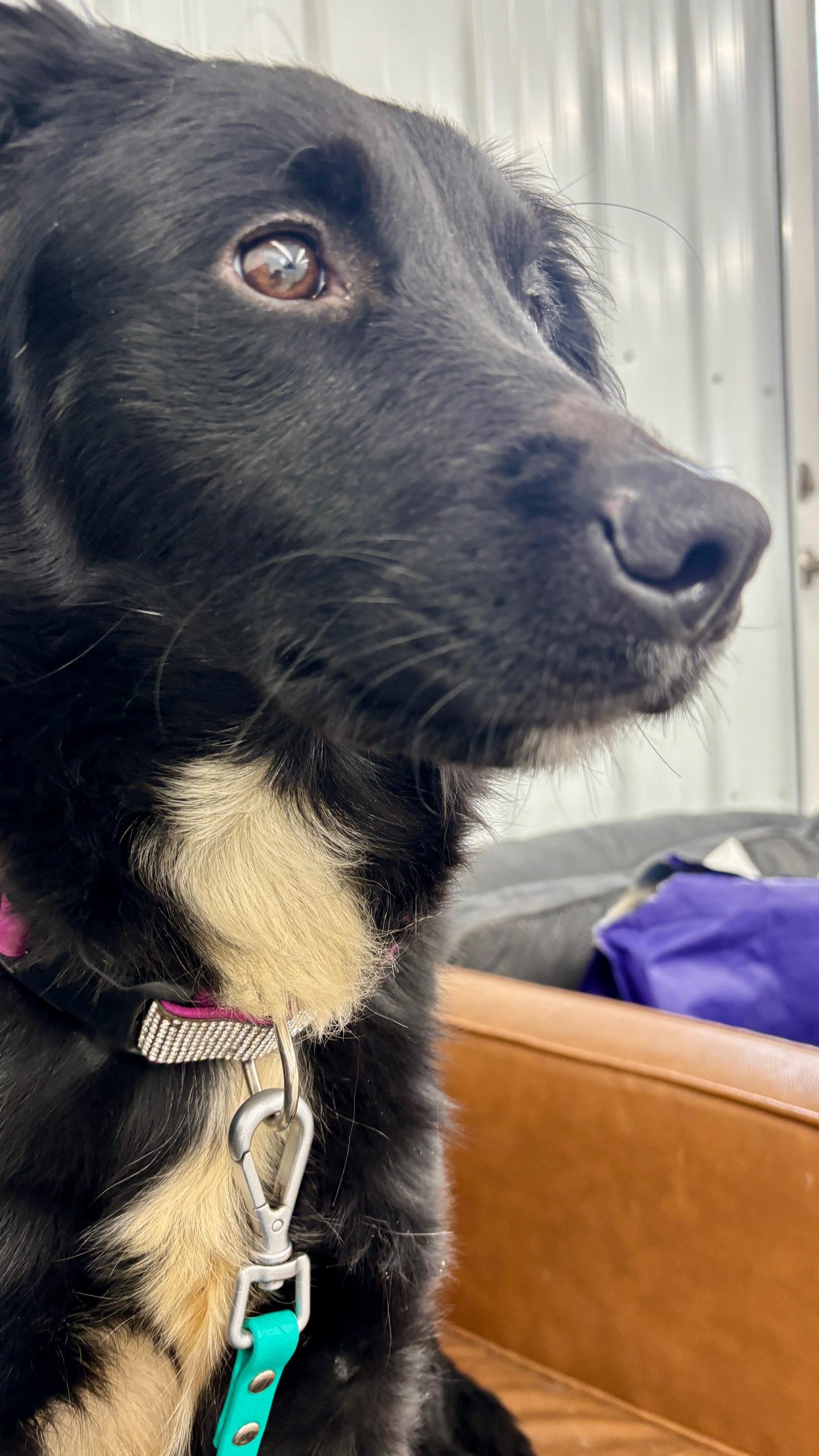 Enlarge Finnley, a Adoptable mixed breed in New Albany, OH image 2/6