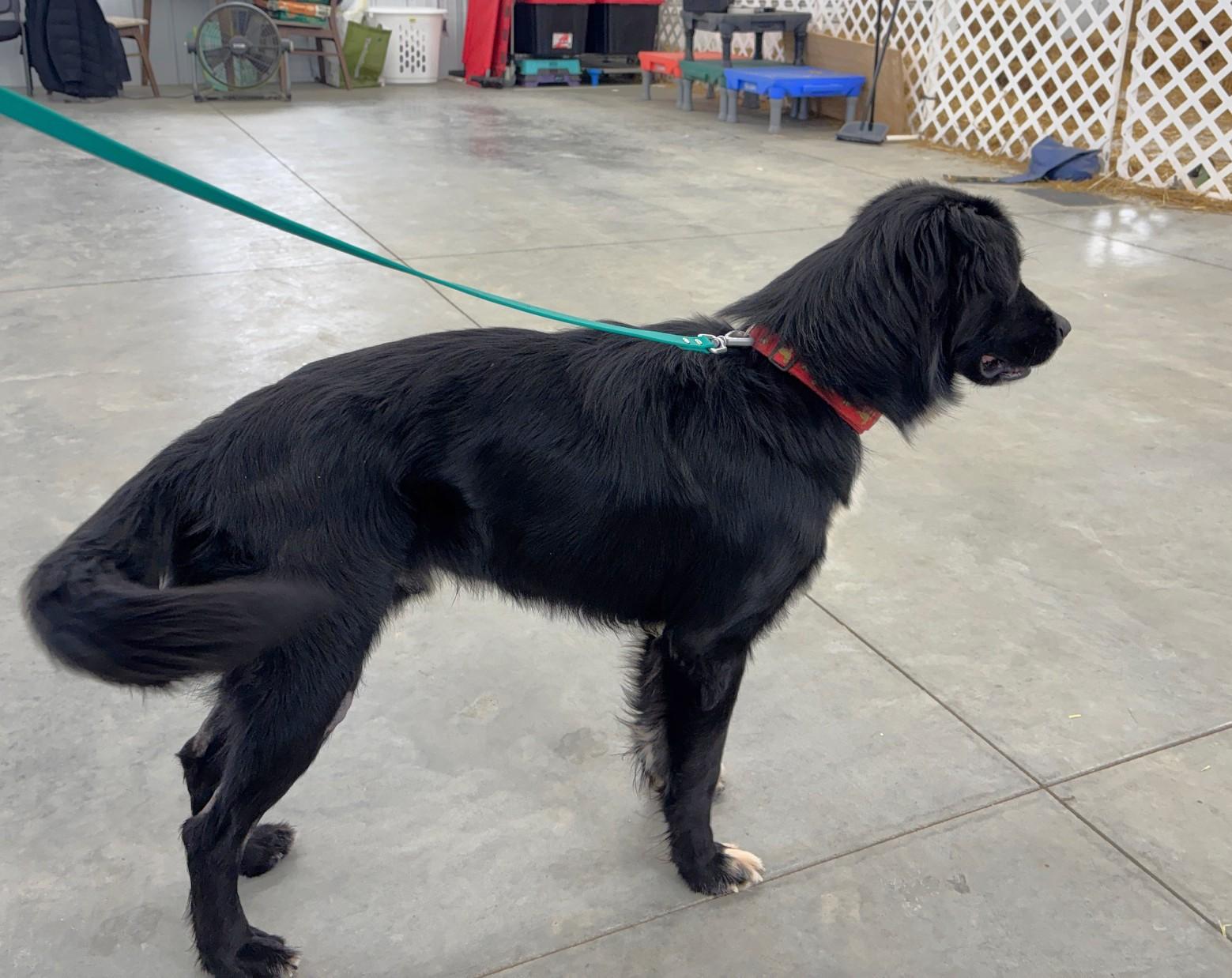 Enlarge Finnley, a Adoptable mixed breed in New Albany, OH image 6/6