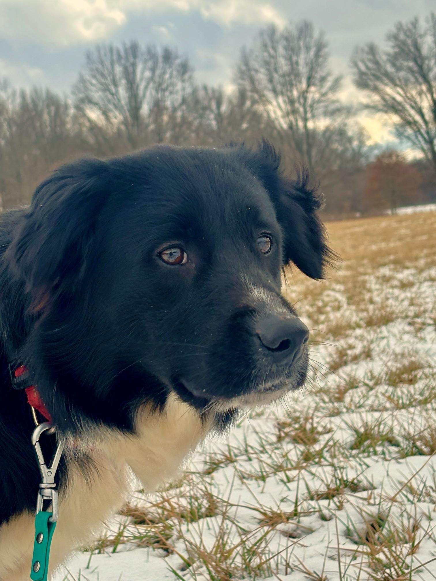 Enlarge Finnley, a Adoptable mixed breed in New Albany, OH image 3/6