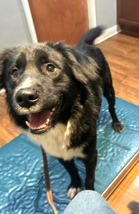 Enlarge Finnley, a Adoptable mixed breed in New Albany, OH image 1/6