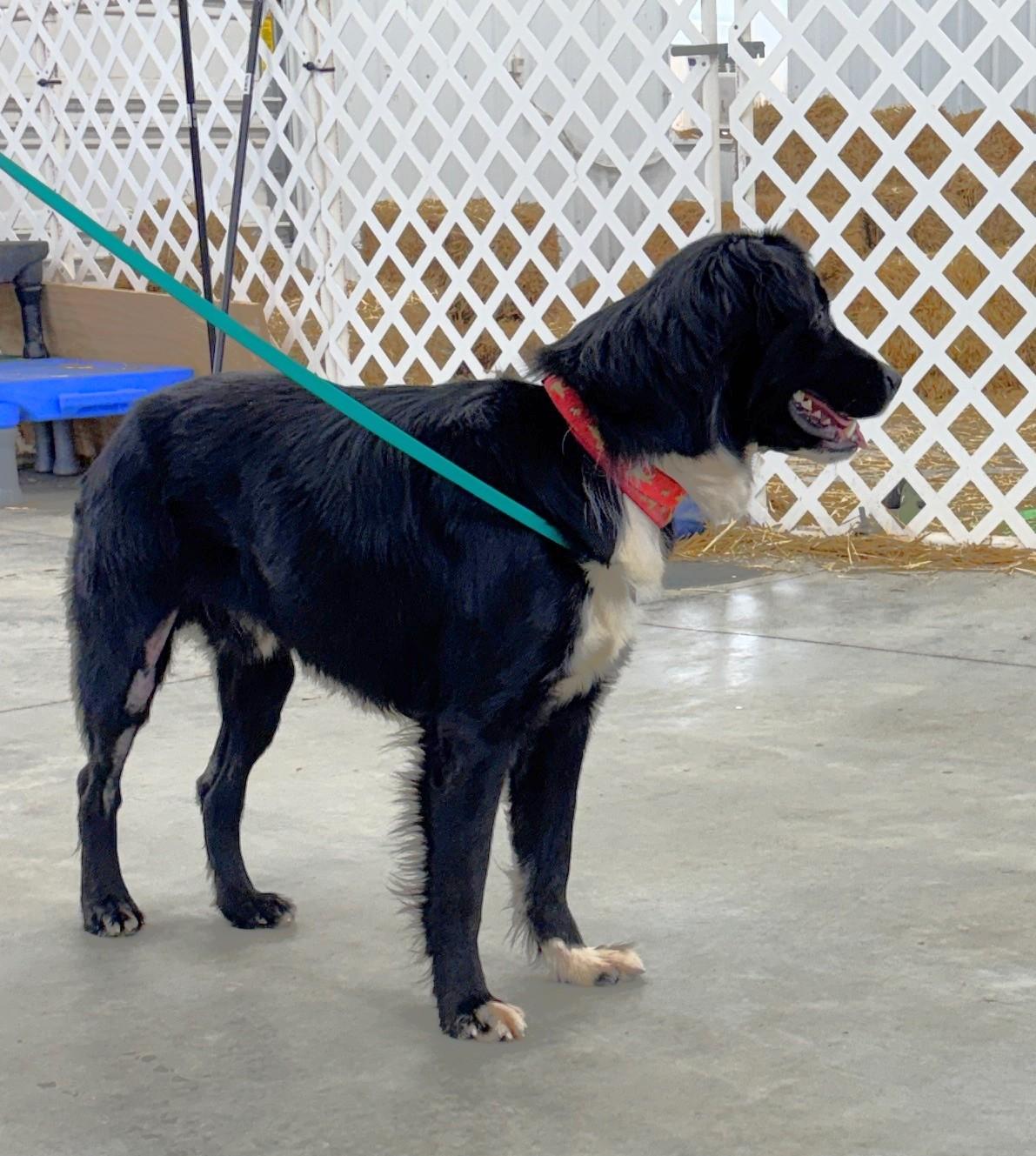 Enlarge Finnley, a Adoptable mixed breed in New Albany, OH image 4/6