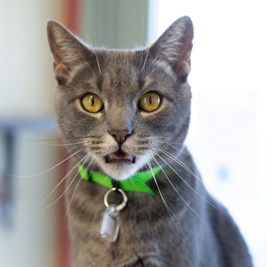 Joey, a Adoptable Domestic Short Hair in Lakewood, CO image 1/6