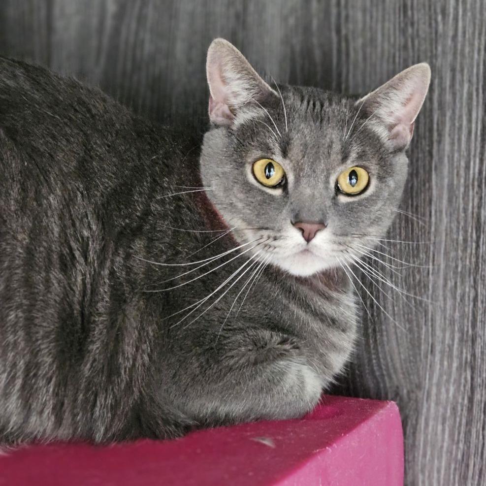 Joey, Adoptable, Adult Male Domestic Short Hair.