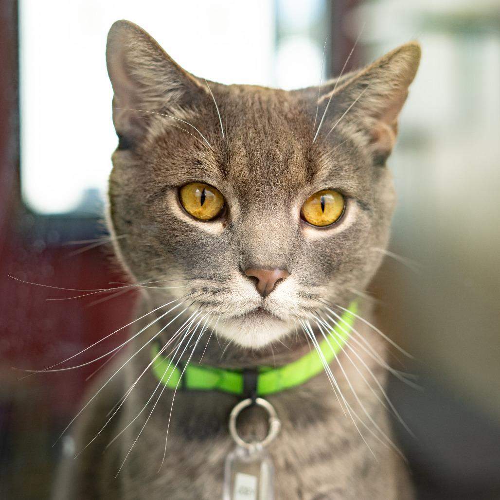 Enlarge Joey, a Adoptable Domestic Short Hair in Lakewood, CO image 2/5