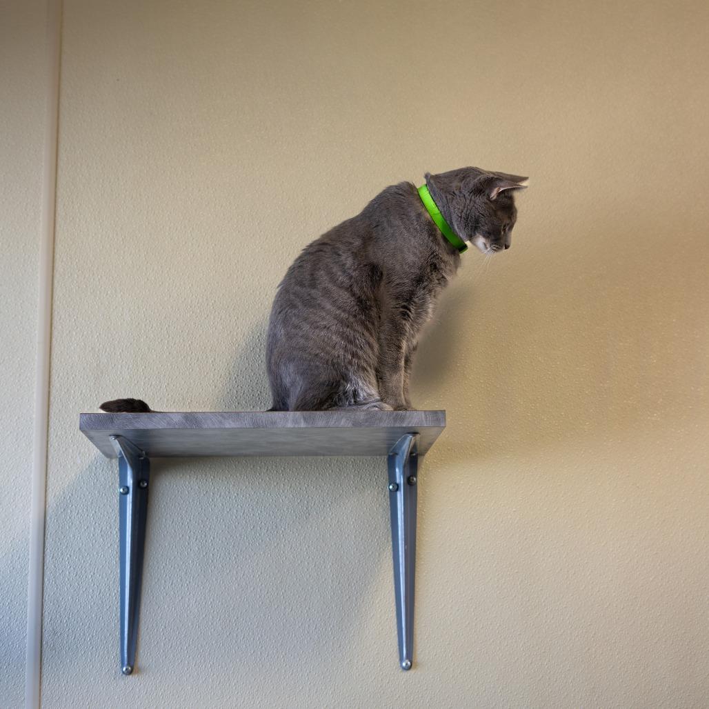 Enlarge Joey, a Adoptable Domestic Short Hair in Lakewood, CO image 3/5
