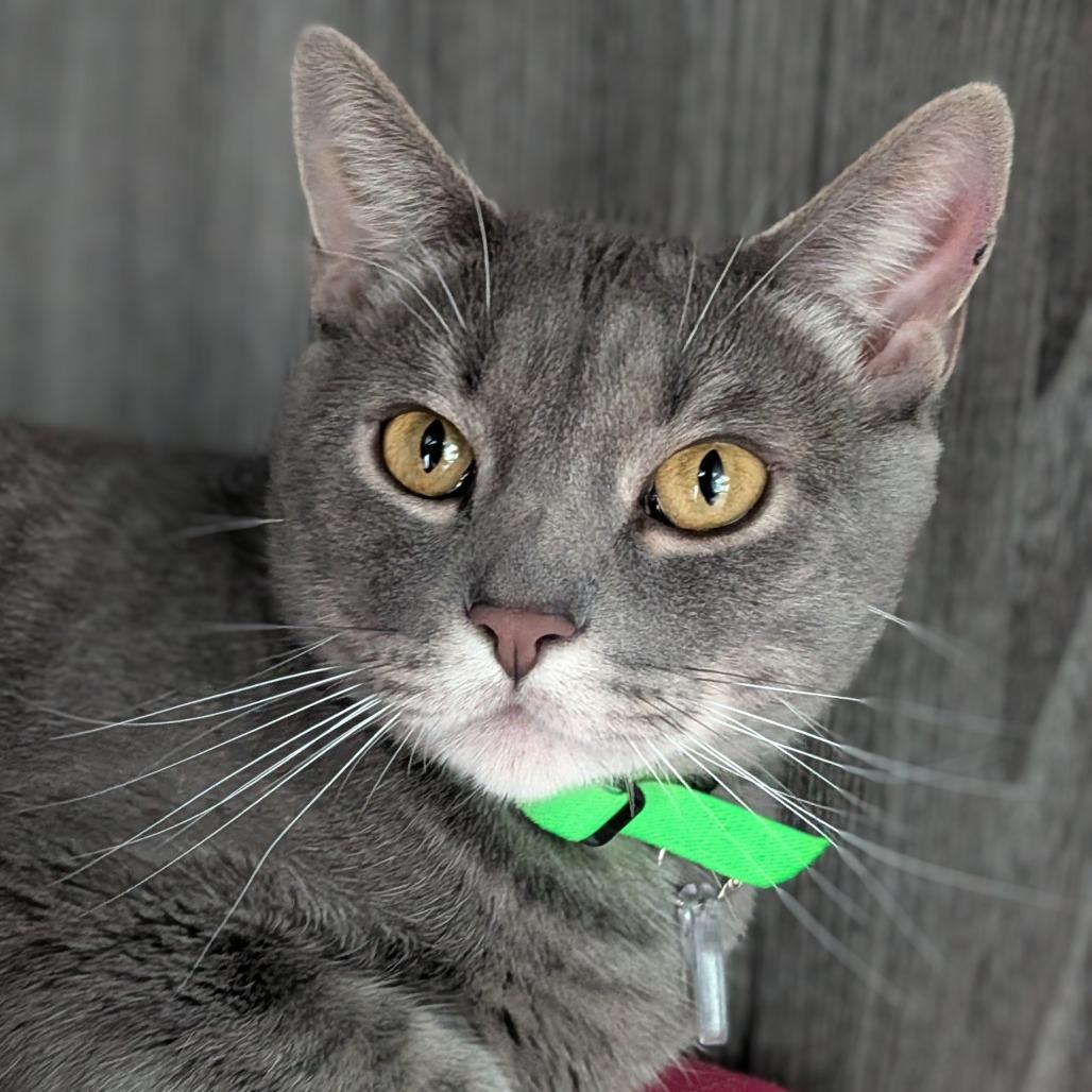 Enlarge Joey, a Adoptable Domestic Short Hair in Lakewood, CO image 4/5