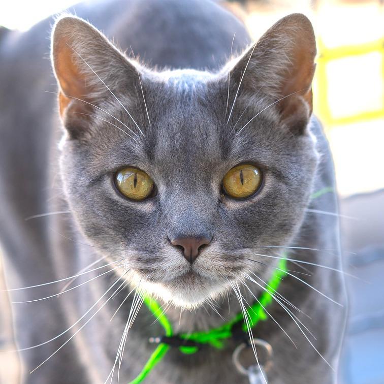 Enlarge Joey, a Adoptable Domestic Short Hair in Lakewood, CO image 5/6
