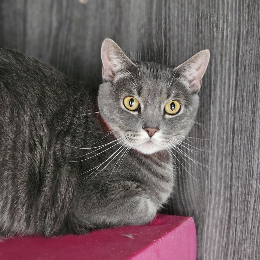 Enlarge Joey, a Adoptable Domestic Short Hair in Lakewood, CO image 5/5