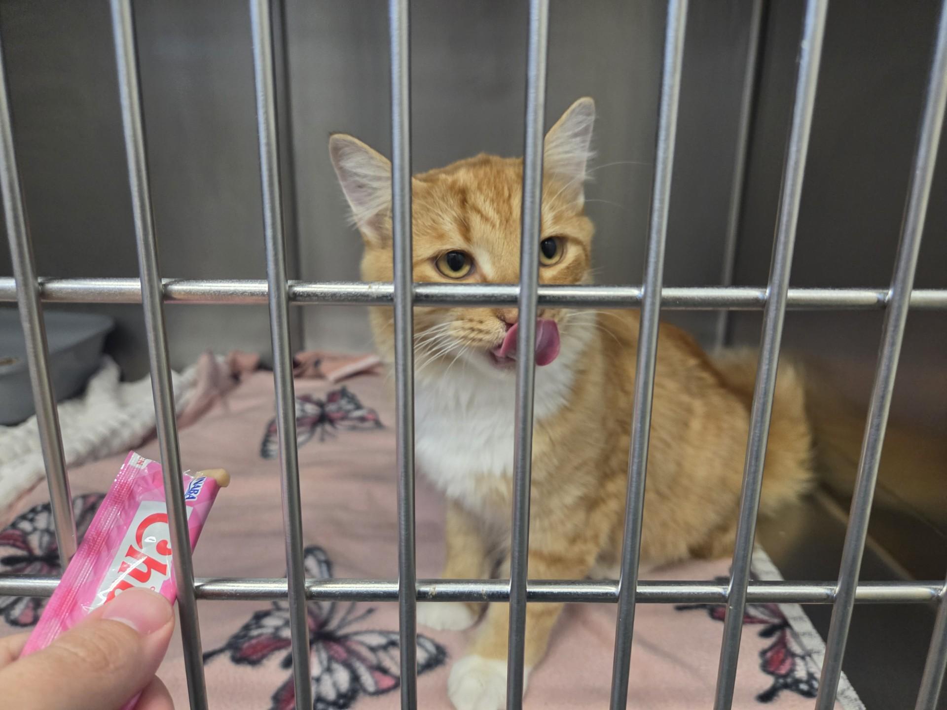Enlarge Davy, a Adopted Domestic Medium Hair in East Providence, RI image 3/3