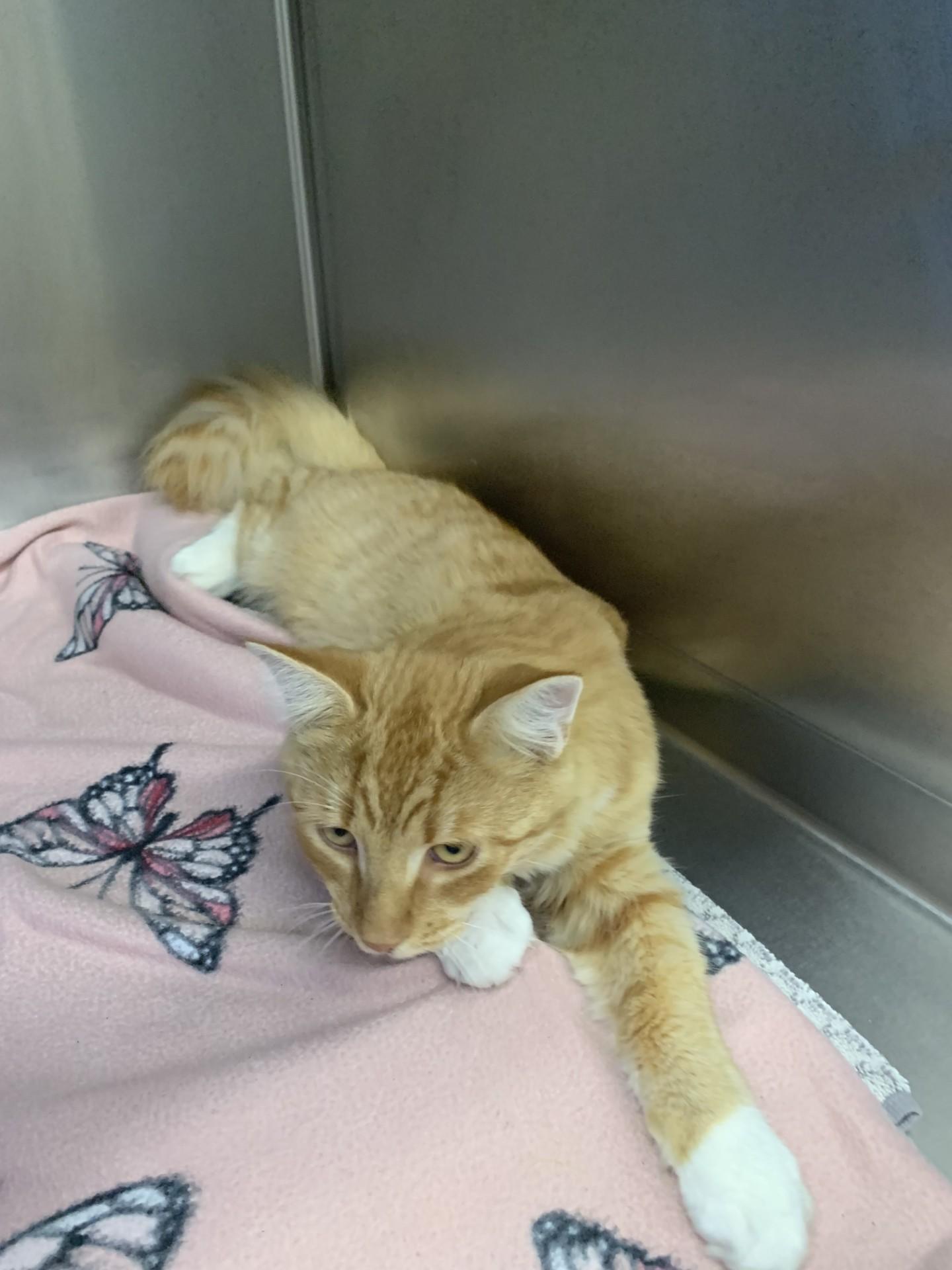 Enlarge Davy, a Adopted Domestic Medium Hair in East Providence, RI image 2/3