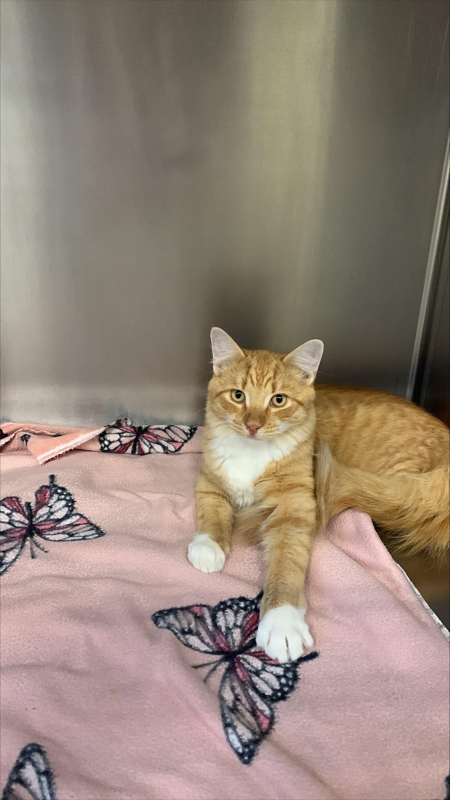 Davy, Adopted, Adult Male Domestic Medium Hair.
