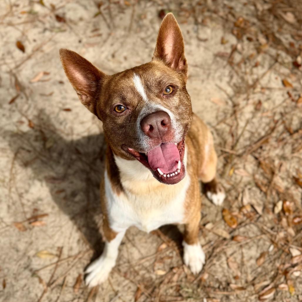 Remi, Adoptable, Adult Male Mixed Breed.