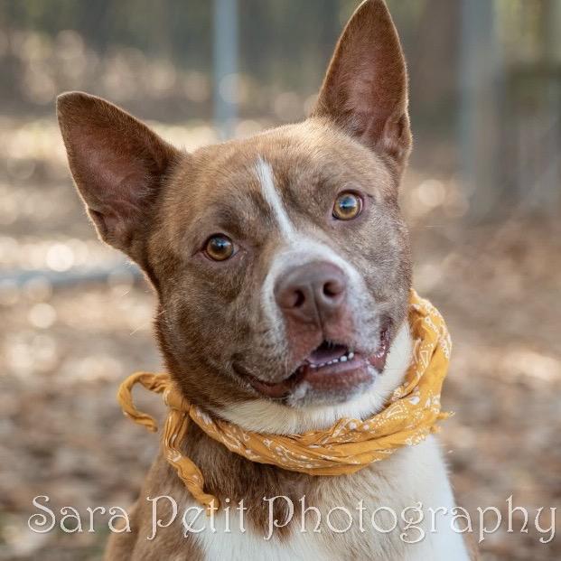 Enlarge Remi, a Adoptable Mixed Breed in Milton, FL image 2/5