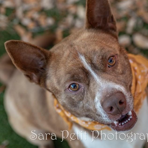 Enlarge Remi, a Adoptable Mixed Breed in Milton, FL image 3/5