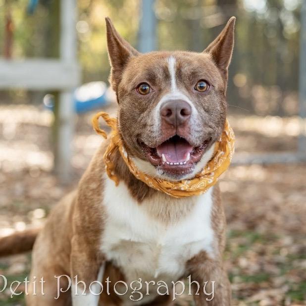 Enlarge Remi, a Adoptable Mixed Breed in Milton, FL image 4/5
