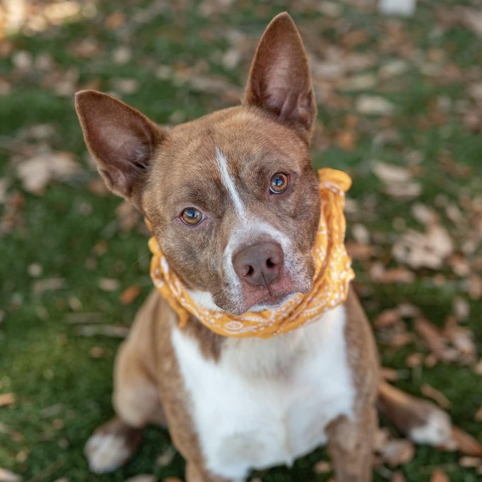 Enlarge Remi, a Adoptable Mixed Breed in Milton, FL image 5/5