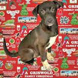 Enlarge Griswold, a ADOPTABLE mixed breed in Portsmouth, OH image 1/1