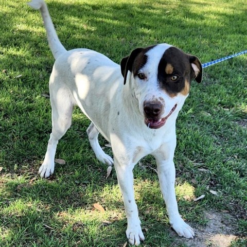 Patches SR, Adult Male Labrador Retriever