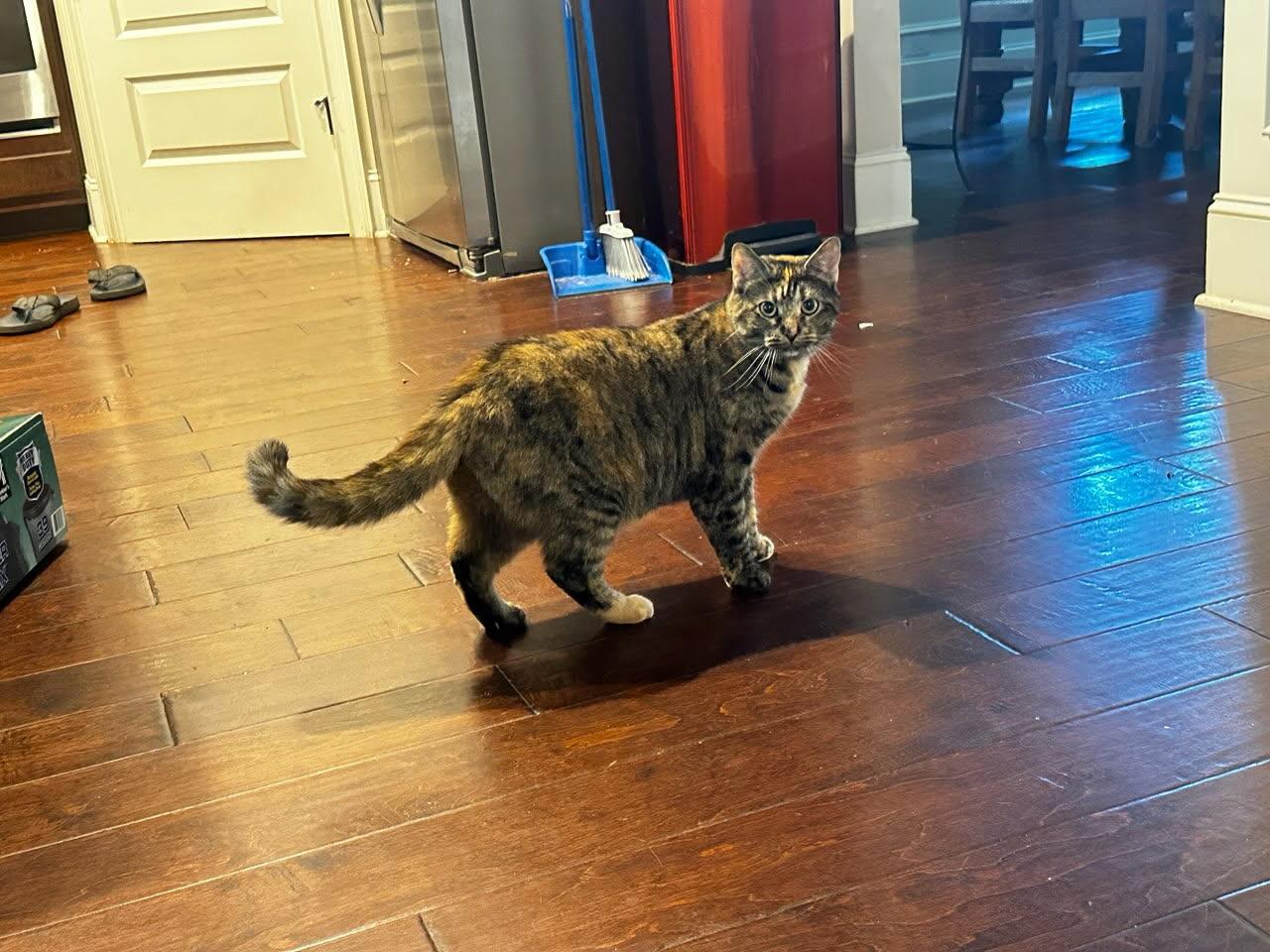 Enlarge Lilly, an adoptable mixed breed in Lawrenceville, GA image 2/3