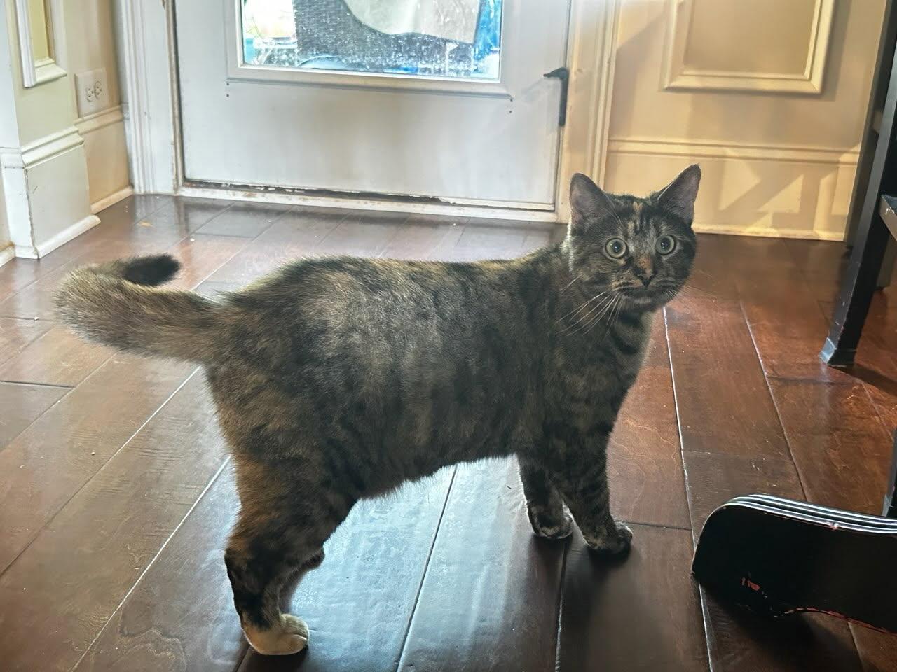 Enlarge Lilly, an adoptable mixed breed in Lawrenceville, GA image 3/3