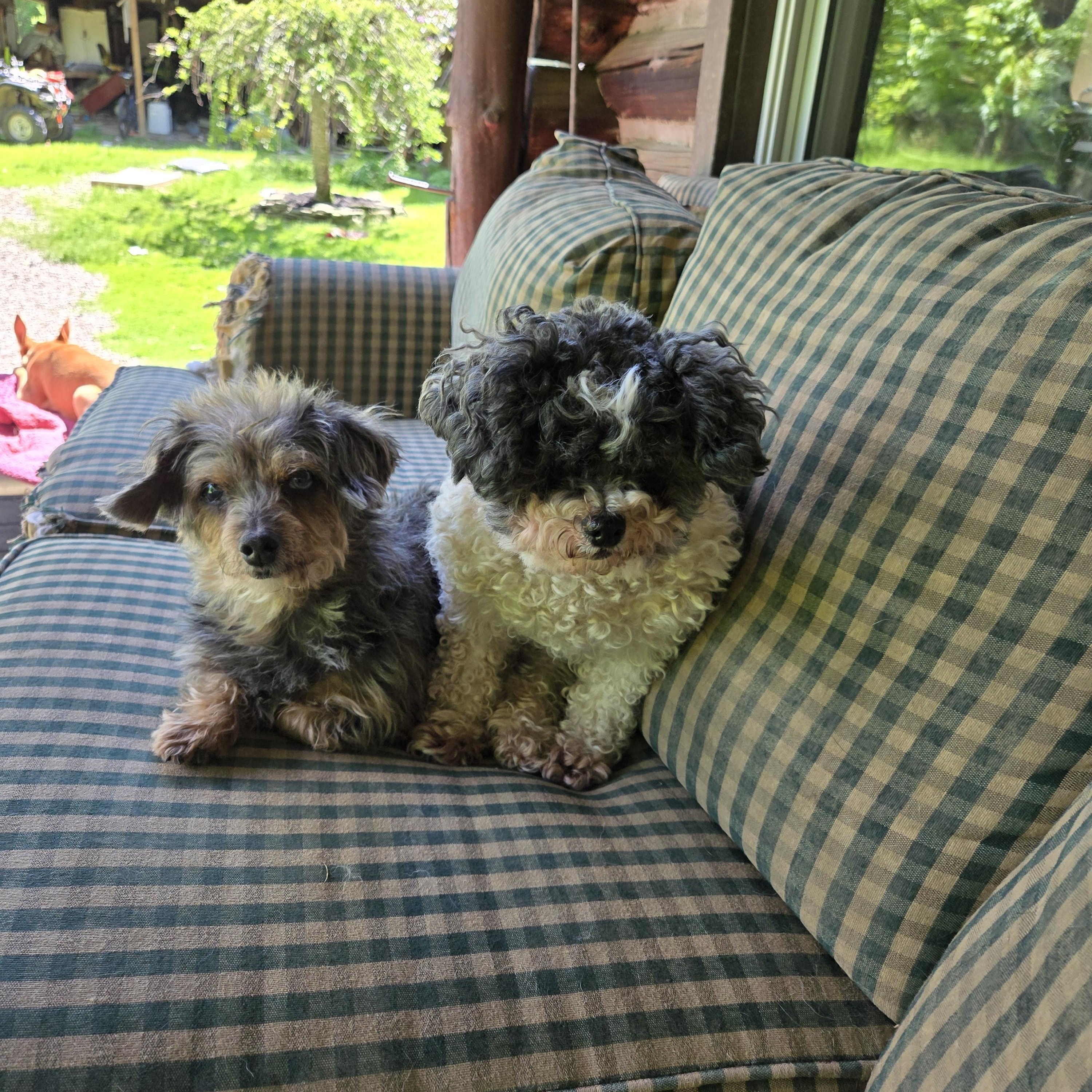 Lucy and Shelby, Adoptable, Senior Female Bichon Frise & Dachshund (Long Haired).