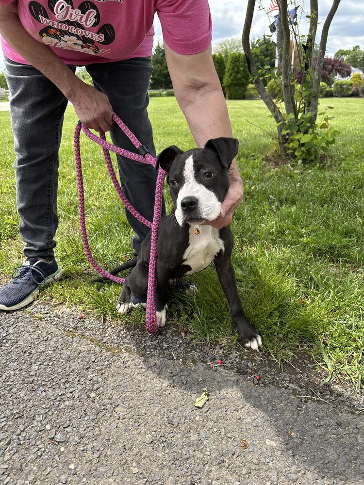 Noah, Adoptable, Puppy Male Pit Bull Terrier.