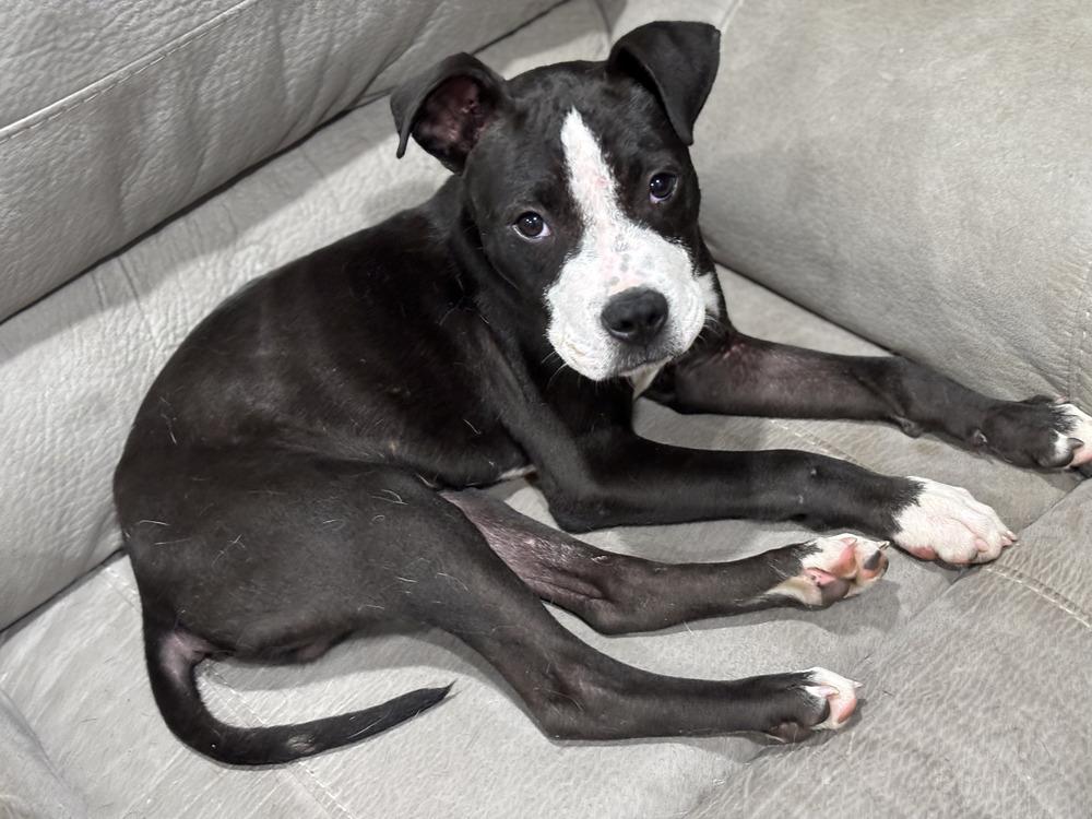 Enlarge Noah, a Adoptable mixed breed in Yardley, PA image 2/6